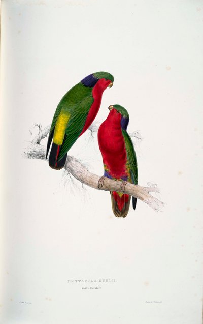 Psittacula kuhlii von Edward Lear